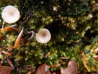 Lichenomphalia umbellifera image