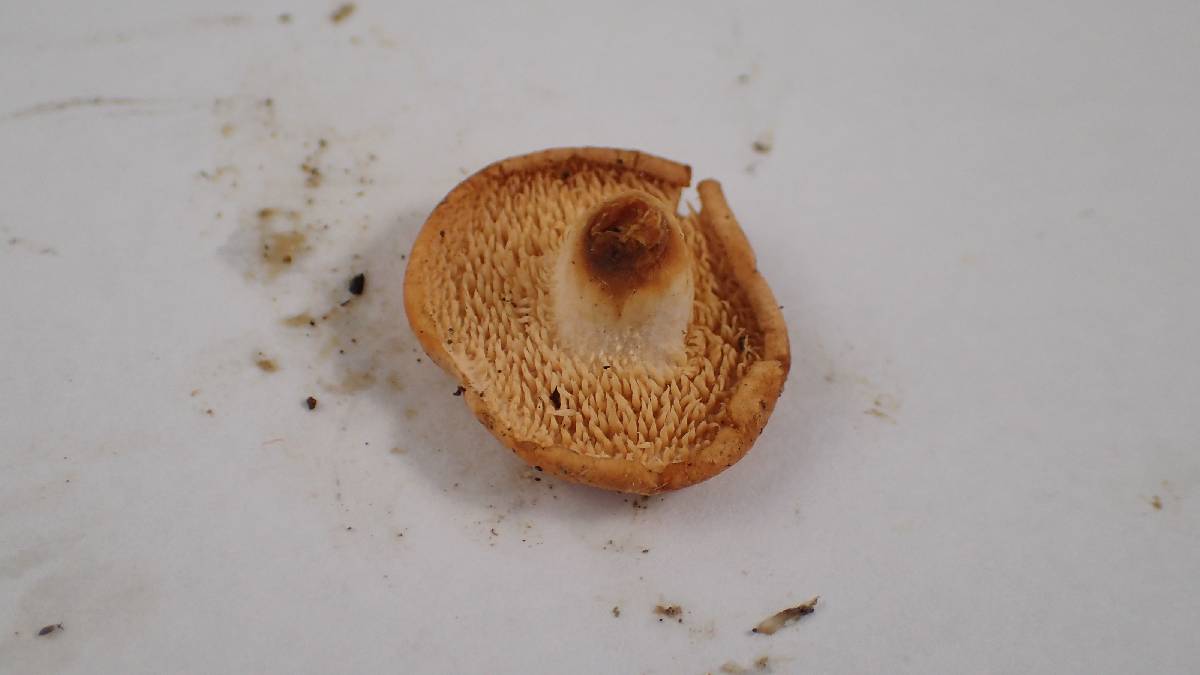 Hydnum oregonense image