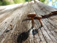 Heliocybe sulcata image