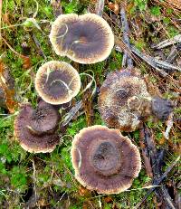 Coltricia perennis image
