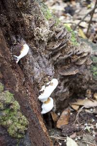 Ganoderma lobatum image