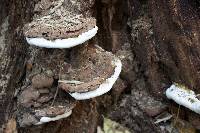 Ganoderma lobatum image