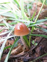 Psathyrella coprophila image