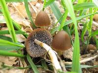 Psathyrella coprophila image