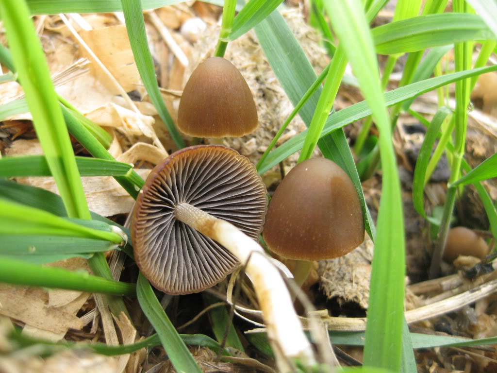 Psathyrella coprophila image