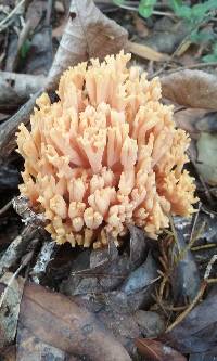 Ramaria flava image