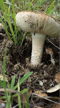 Amanita fallax image