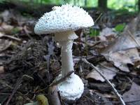 Amanita abrupta image