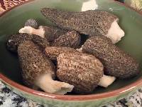 Morchella importuna image