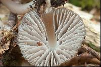 Mycena stipata image