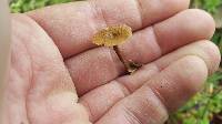 Polyporus cryptopus image