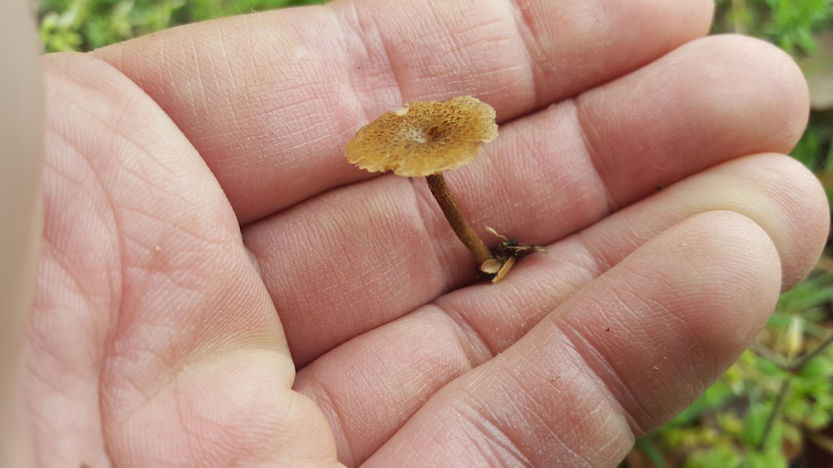 Polyporus cryptopus image