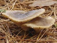 Ampulloclitocybe clavipes image