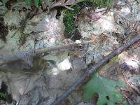 Polyporus leptocephalus image