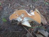 Polyporus radicatus image