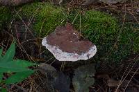 Fomitopsis cajanderi image