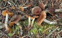 Cortinarius biformis image