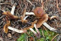 Cortinarius biformis image