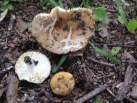 Russula compacta image