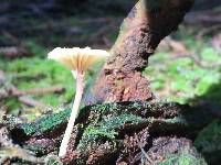 Lichenomphalia umbellifera image