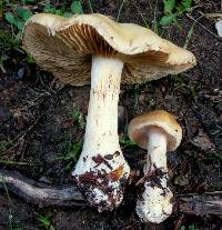 Cortinarius talus image