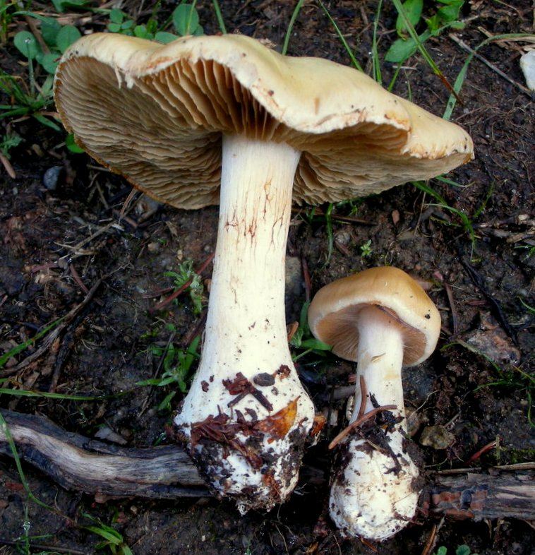 Cortinarius talus image