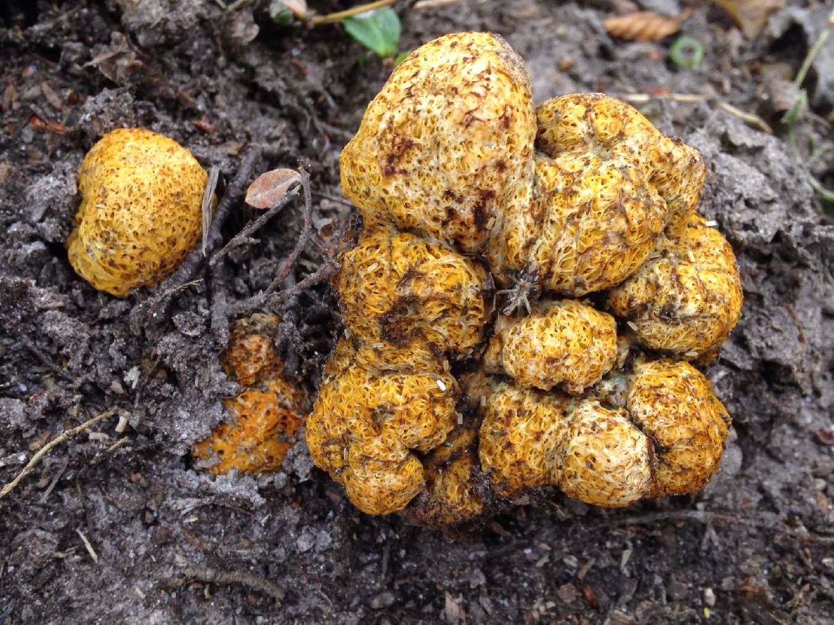 Gastroboletus valdivianus image
