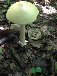 Amanita sect. Vaginatae image