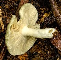 Russula viridis image