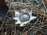 Geastrum velutinum image