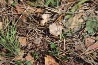 Clitocybe pruinosa image