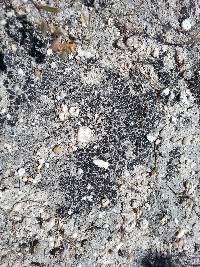 Catapyrenium squamulosum image