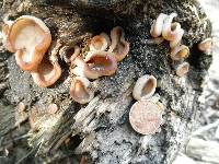 Peziza repanda image