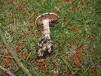 Amanita boudieri var. beillei image