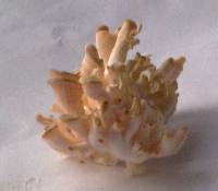 Pleurotus djamor image