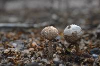 Tulostoma xerophilum image