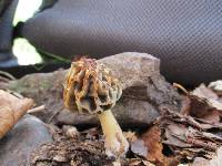 Morchella diminutiva image