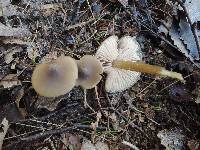 Entoloma aprile image