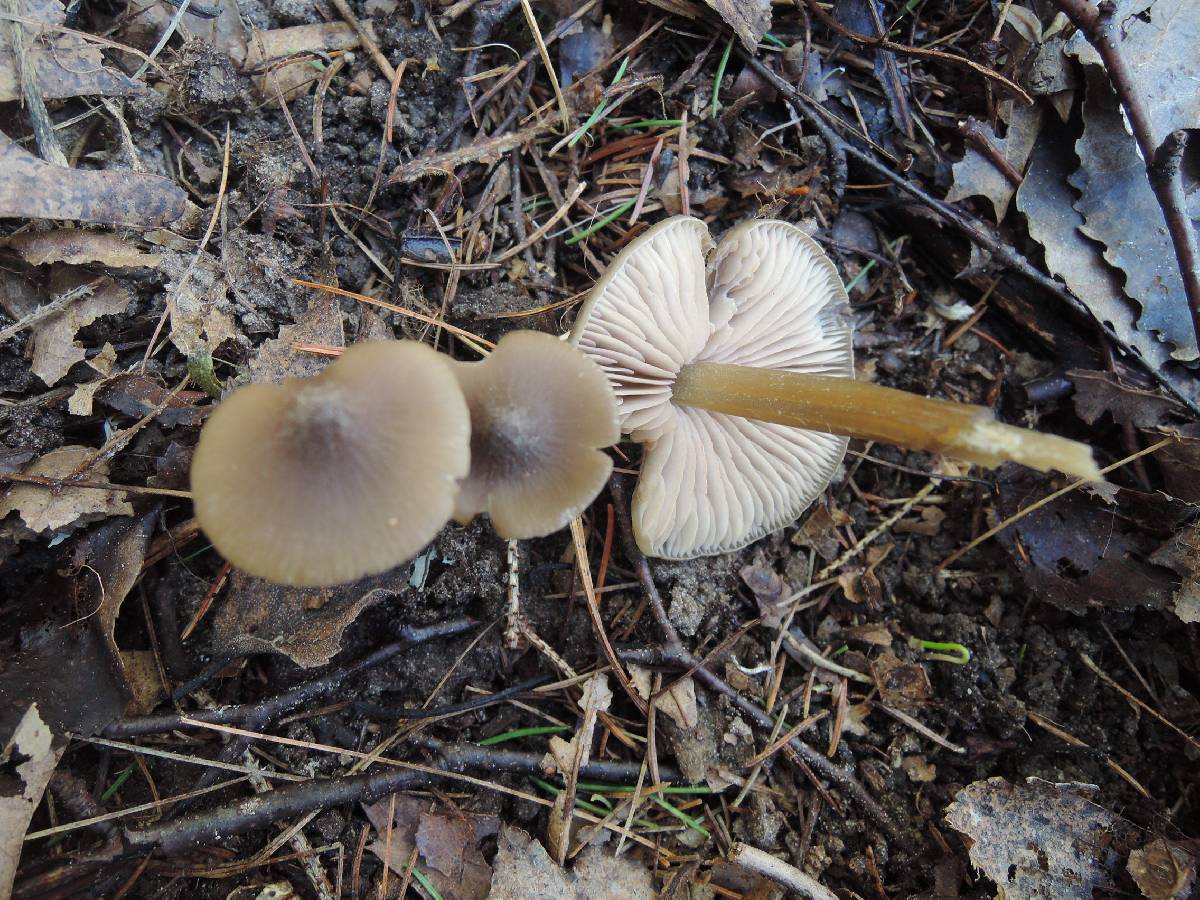 Entoloma aprile image