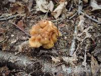 Gyromitra korfii image