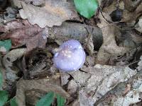 Cortinarius iodes image