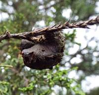 Gymnosporangium virginianum image