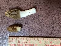 Morchella diminutiva image