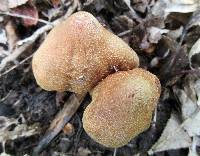 Cortinarius distans image