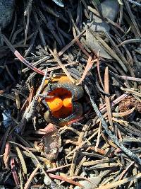 Caloscypha fulgens image
