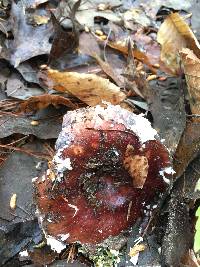 Russula vinacea image