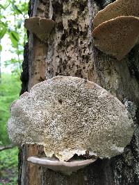 Trametes gibbosa image