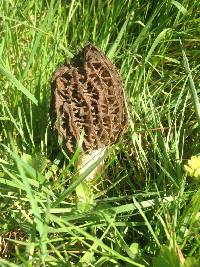 Morchella importuna image