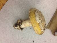 Amanita vernicoccora image