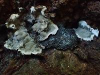 Kretzschmaria deusta image